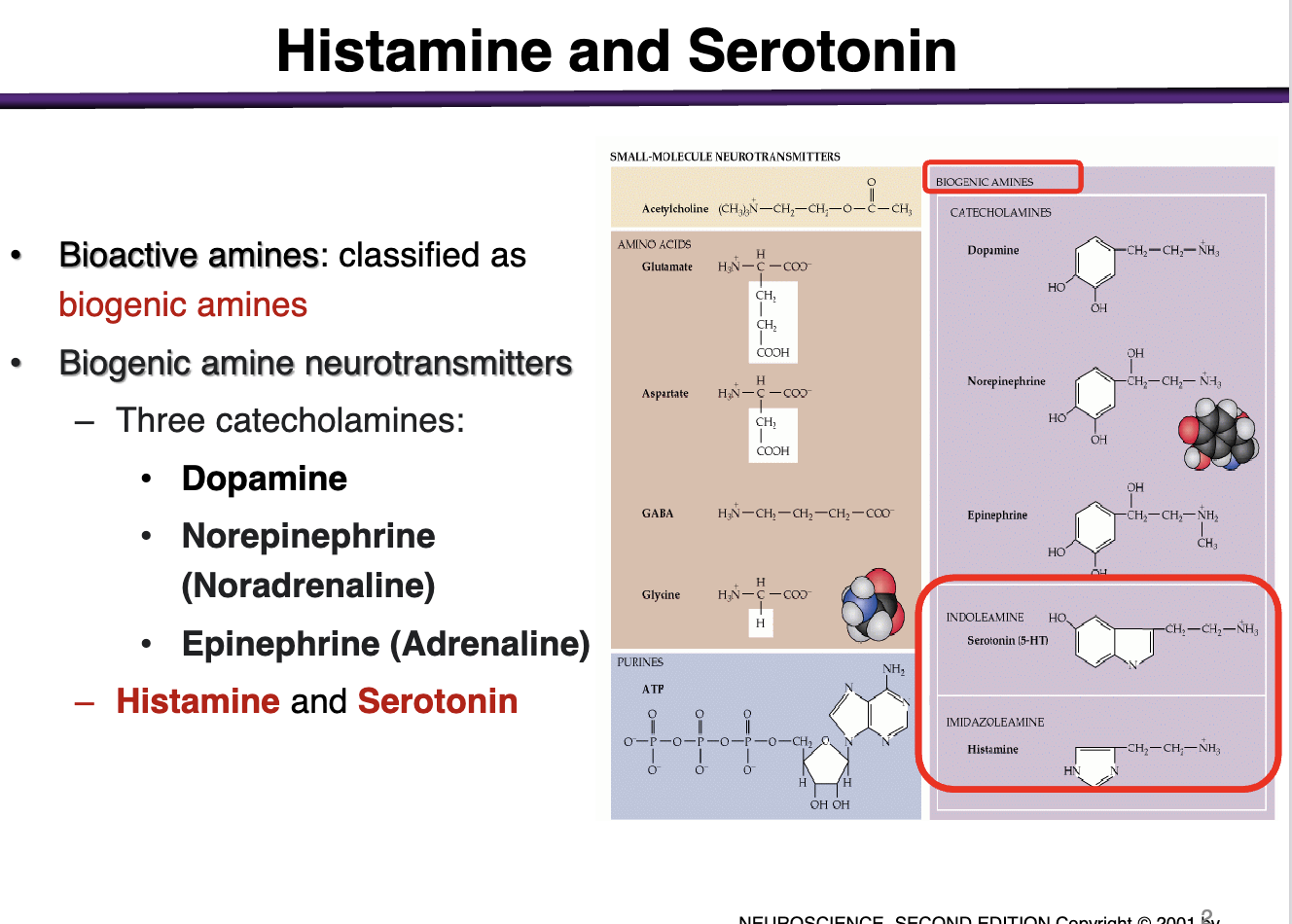 <p>3 catecholamines:</p><ul><li><p>Dopamine</p></li><li><p>Norepinephrine (noradrenaline)</p></li><li><p>Epinephrine (adrenaline)</p></li></ul><p>Other biogenic amines include: histamine and serotonin </p>
