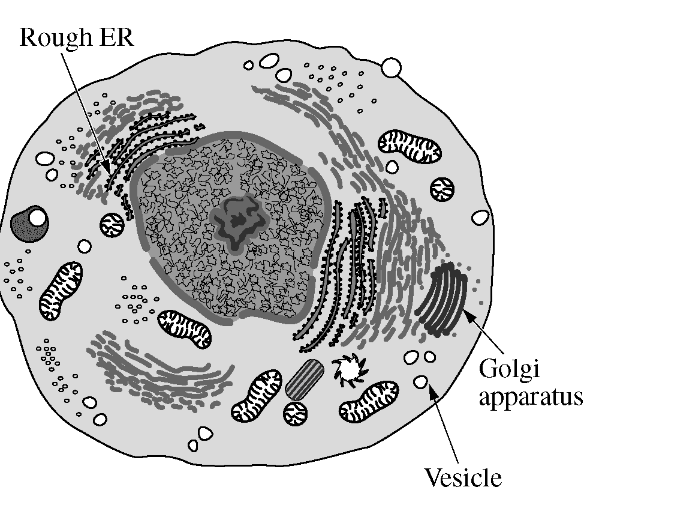 <p>The figure below illustrates a eukaryotic cell. Which of the following best describes how the three structures indicated by the arrows work together?</p><p></p>