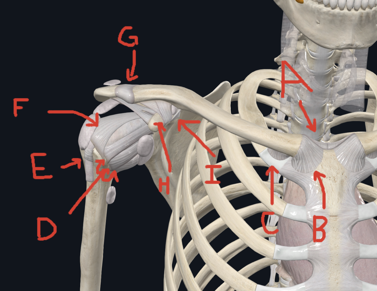 <p>G(Shoulder Ligament)</p>