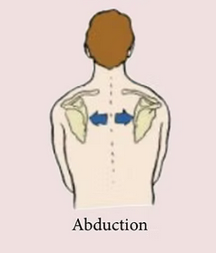 <p>Abduction de la scapula de l’articulation scapulo-thoracique</p>