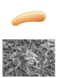 <p>Curved rod</p>