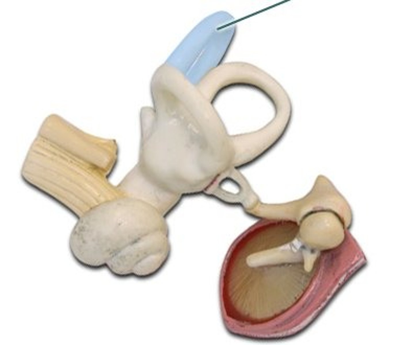 <p>with blue around it</p>