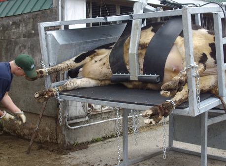 <p>cattle restraint #6</p>