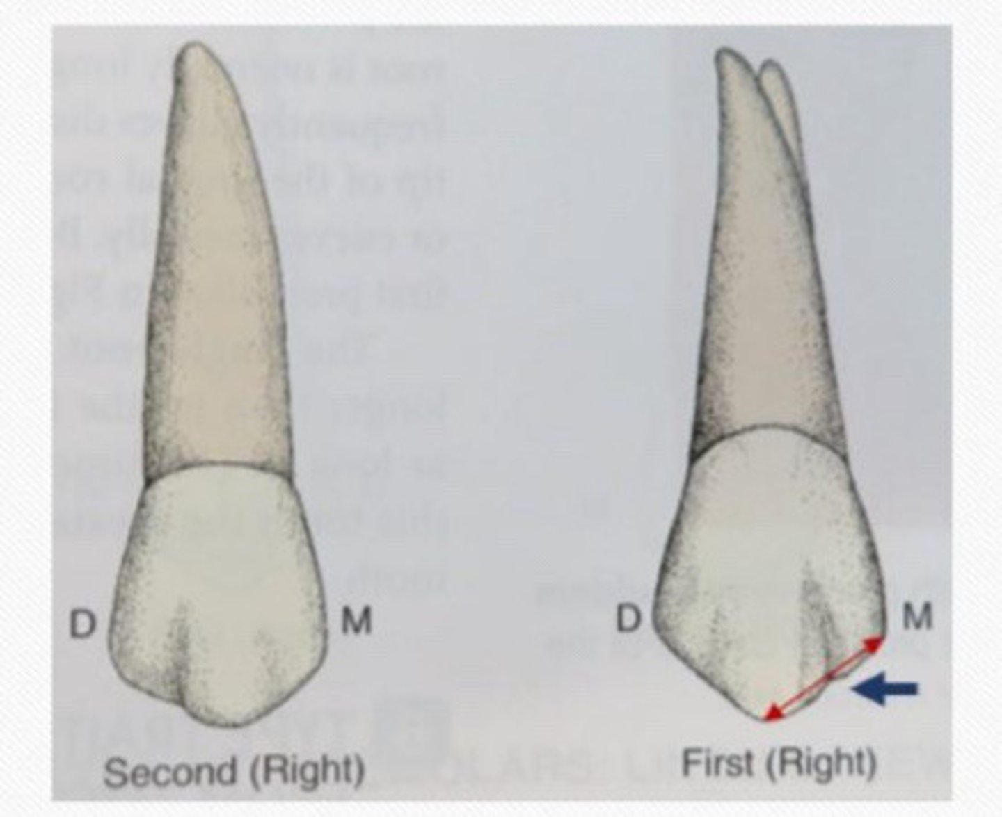 <p>Mesial cusp slope __ than the distal</p>