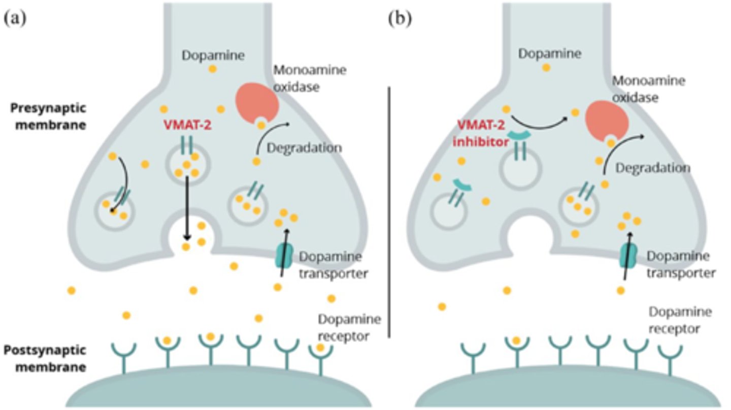 <p>inhibits VMAT2 (vesicular monoamine transporter-2)</p><p>- this displaces neurotransmitters (dopamine, NE)-> released into cytoplasm-> increased efflux from terminal</p>