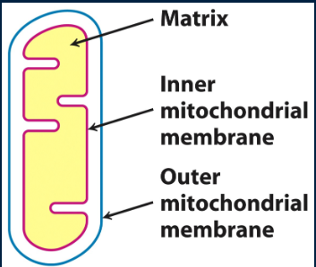 <p>mitochondrial matrix</p>