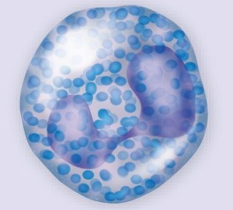 <p><span>Granulocytes – Basophil</span></p>