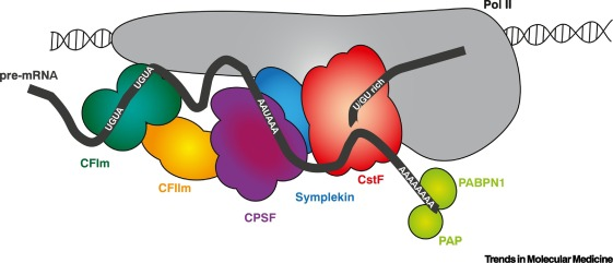 <p>A multi-subunit protein complex that recognizes the AAUAAA signal in pre-mRNA and works with CstF to cleave the transcript and initiate polyadenylation.</p>
