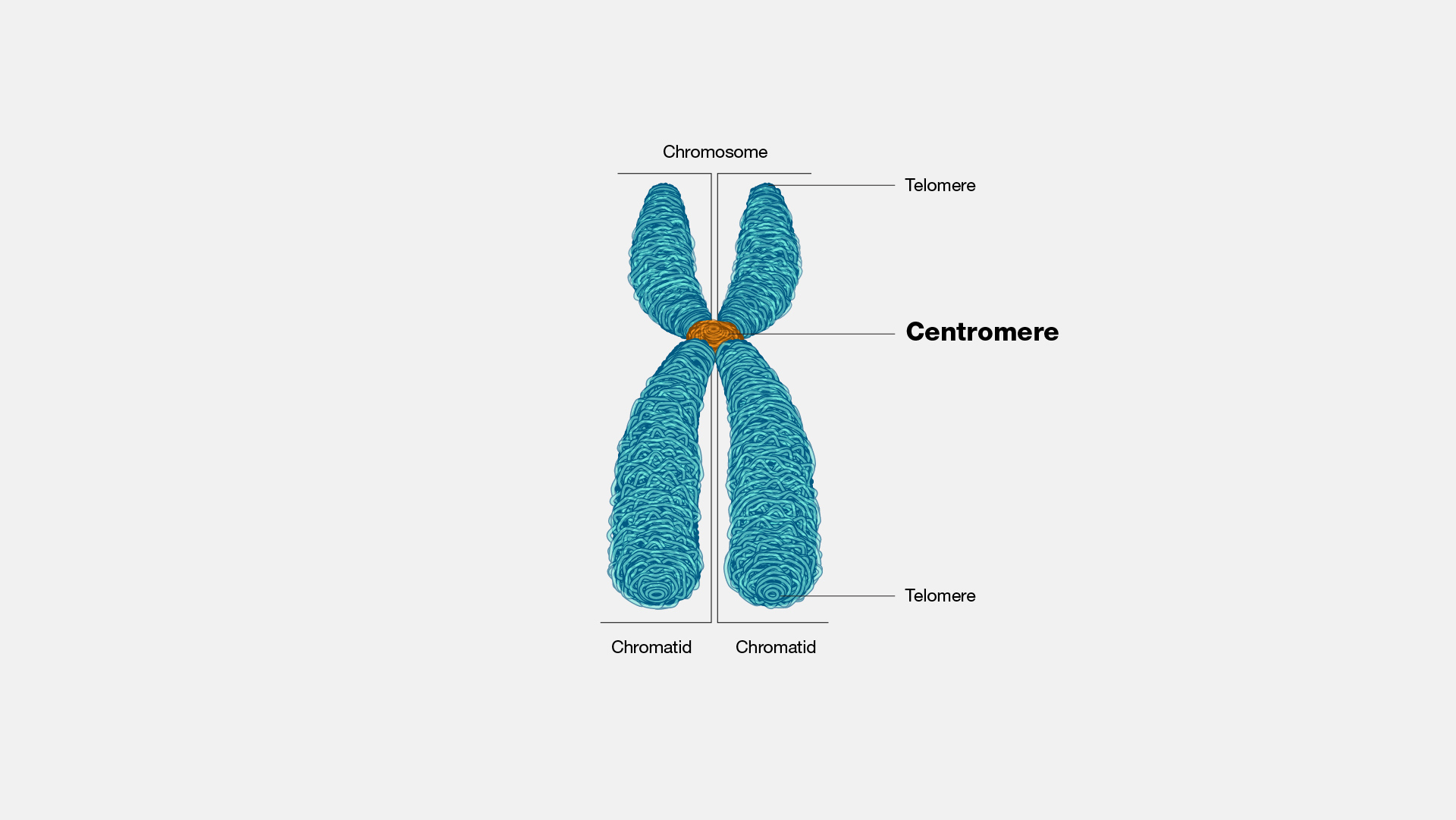 <p>One of the two identical halves of a chromosome that has been replicated in preparation for cell division</p><ul><li><p>The two “sister” chromatids are joined at the centromere</p></li></ul>