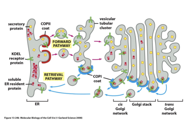 <p>smooth ER to cis Golgi, and both anterograde and retrograde transport.</p>