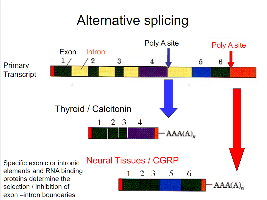 <p>What do you notice happens <strong>when the second poly-A site is selected?</strong></p><p>a) All exons up to the beginning of the second poly-A site are retained </p><p>b) The exon immediately following the first poly-A site is removed</p><p>c) The exon immediately preceding the first poly-A site is removed</p>