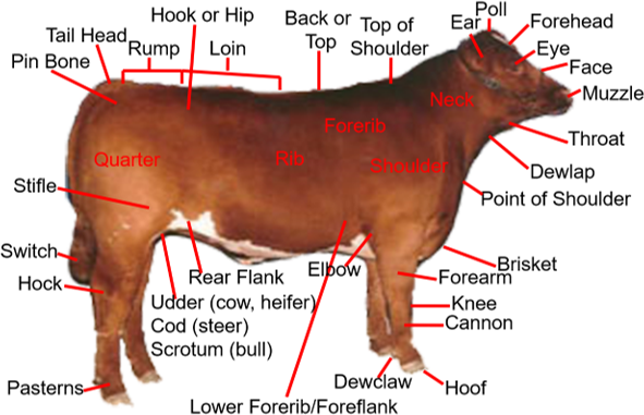 cattle external anatomy