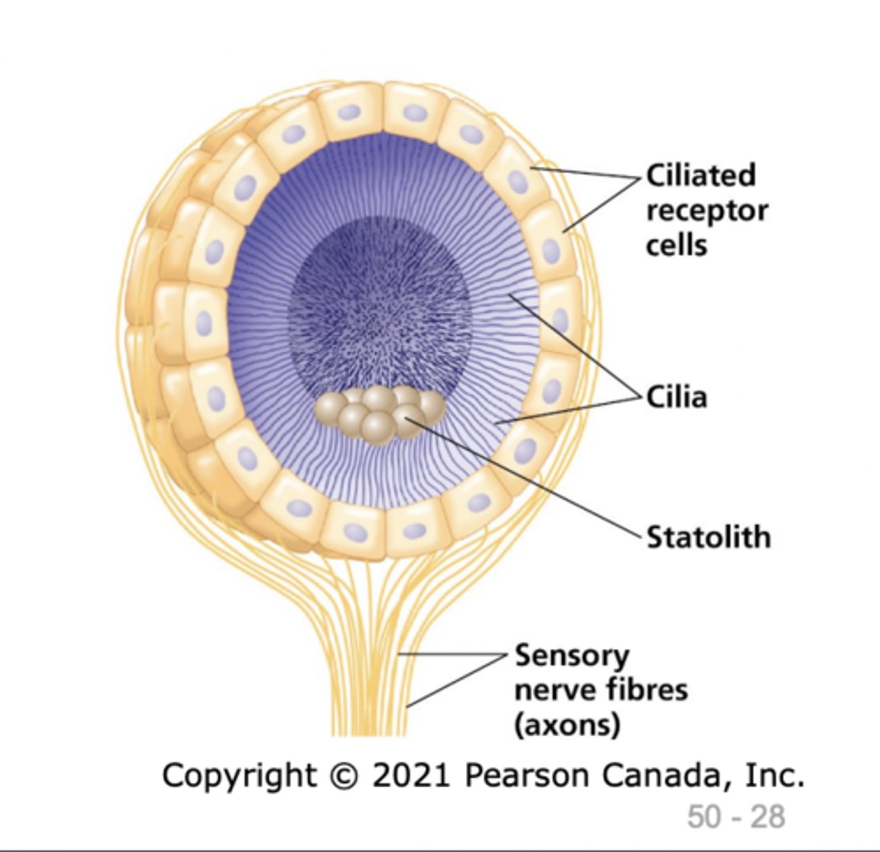 <p>gravity sensing cells in the root</p>