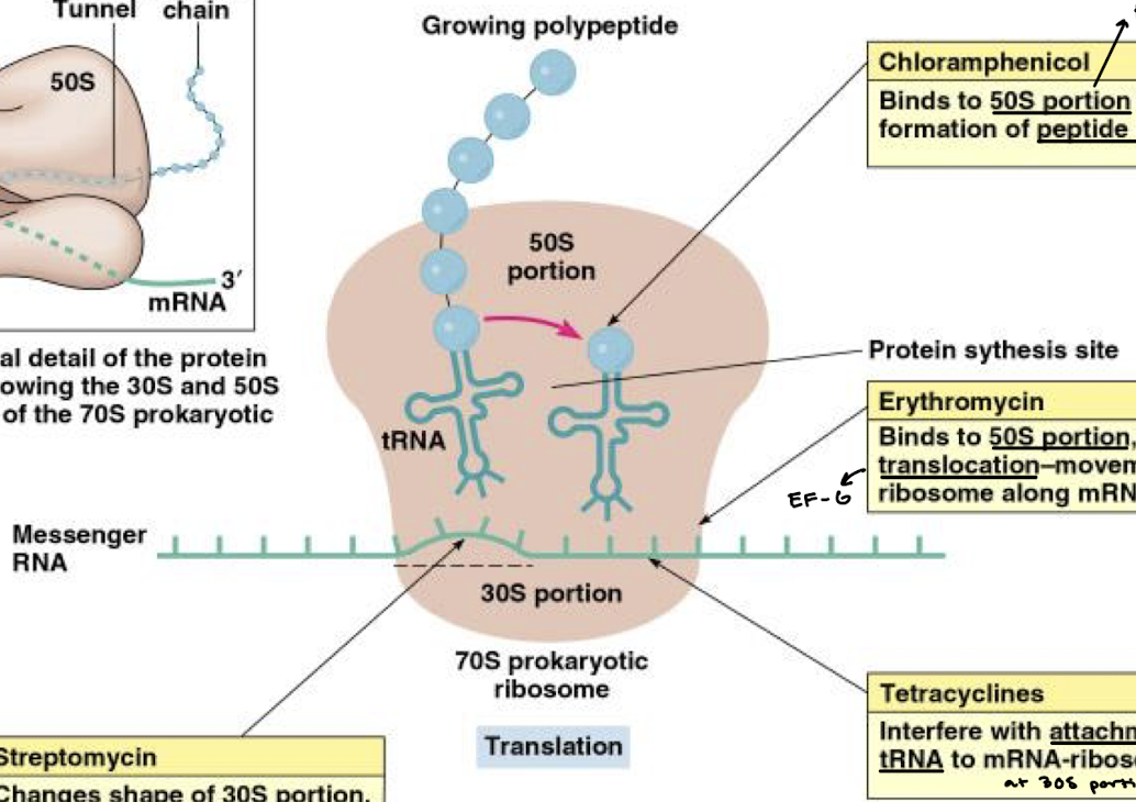 <p>Inhibits translocation in <strong>eukaryotes.</strong></p>