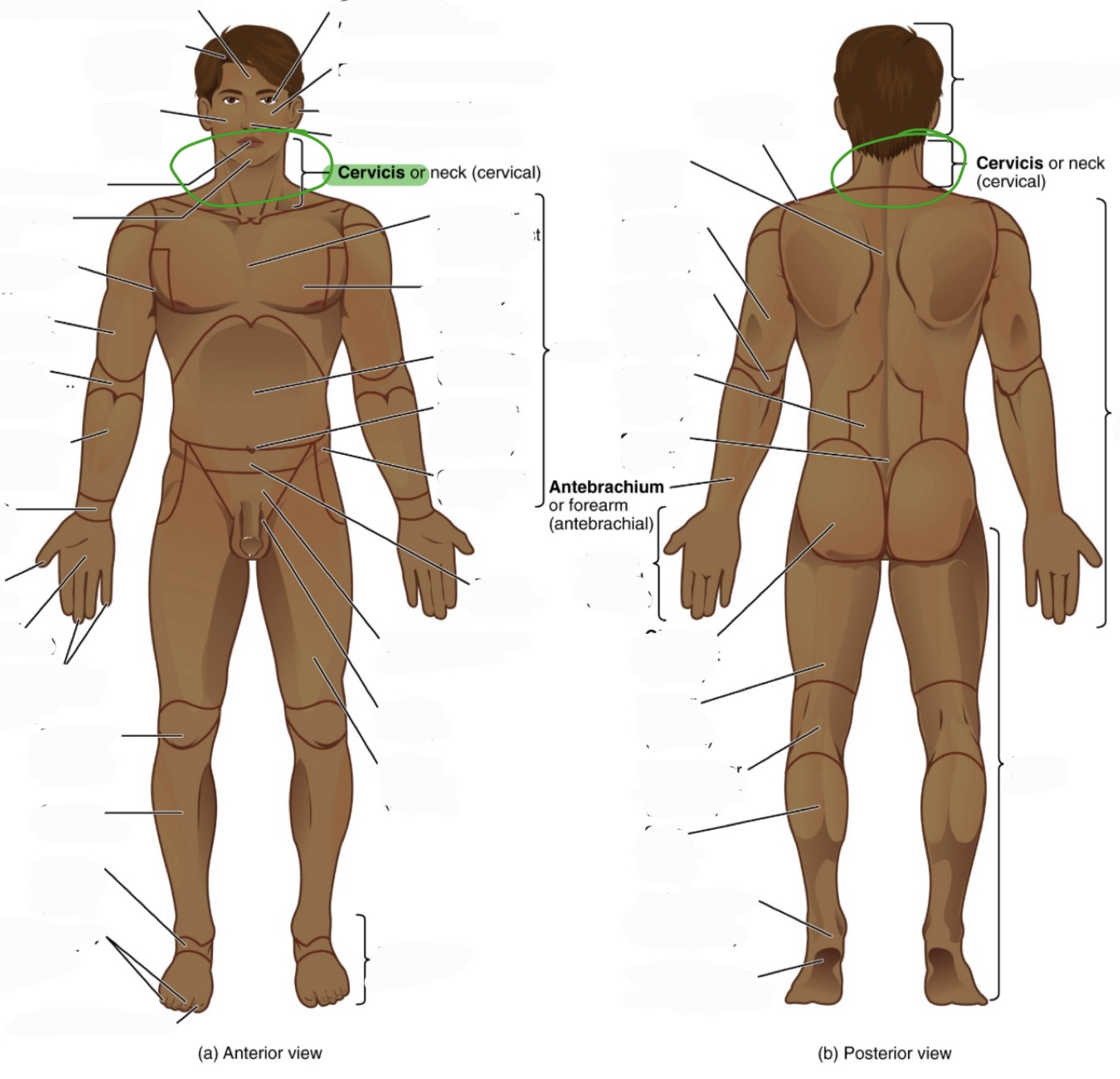 <p>neck</p><p>(aka cervical)</p><p>includes: the front and the back of the neck</p>