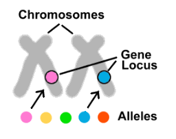 <p>The fixed position of a gene on each chromosome in a homologous pair</p>