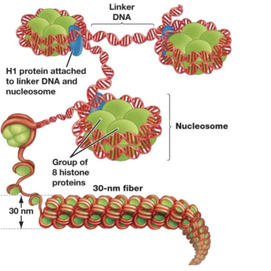 <p><span style="background-color: transparent;"><span>How it interacts with other molecules, particularly proteins</span></span></p>