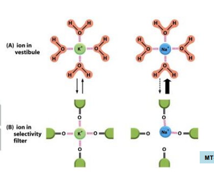 <p>Na+ is smaller than K+ and thus cannot coordinate as well as K+ can with the oxygen atoms in the channel, this means K+ passes through the channel more</p>