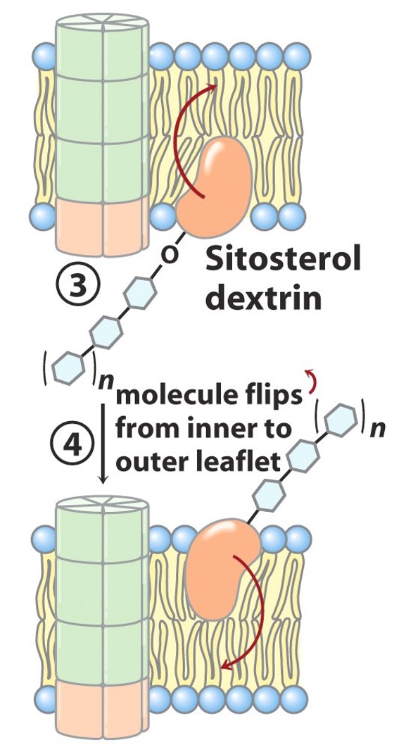 <ul><li><p>entire sitosterol dextrin flips from inner plasma membrane surface to outer plasma membrane surface </p></li></ul><p></p>