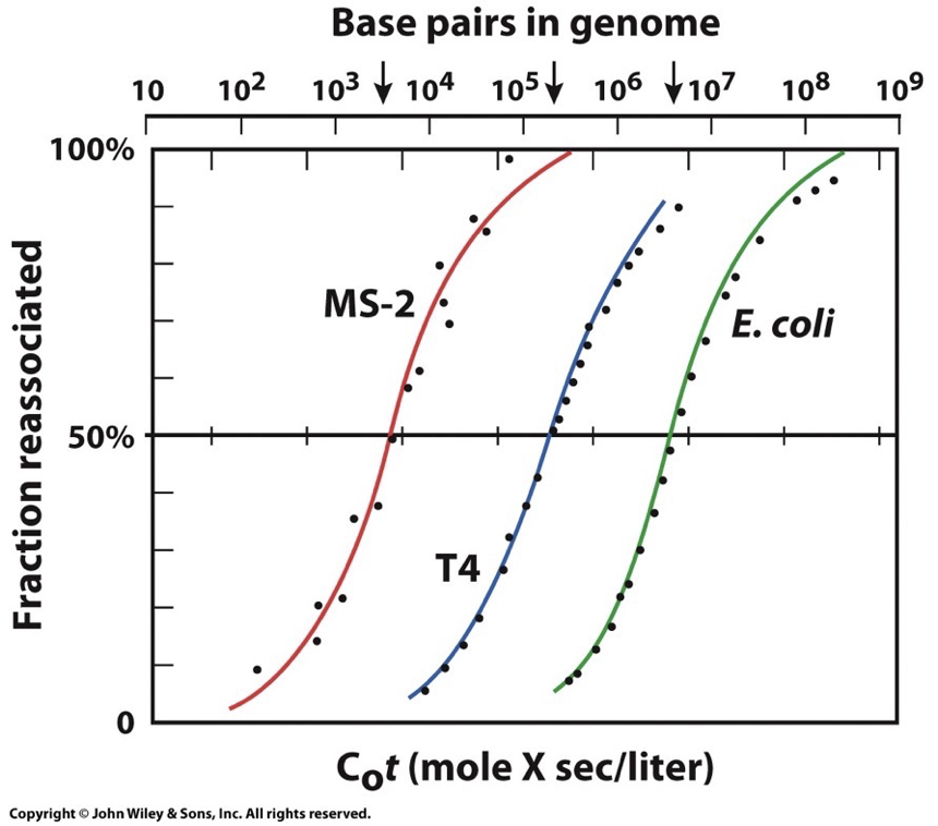 MS-2 is likely the smallest because it reanneals the fastest. All have a similar DNA sequence (random mix) which is why their shape is the same.