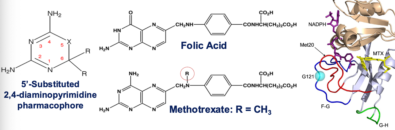 <ol><li><p>Inhibits the enzyme <strong><em><mark data-color="blue" style="background-color: blue; color: inherit"><u>dihydrofolate reductase (DHFR)</u></mark></em></strong></p><ol><li><p>Inhibits DNA synthesis in S phase</p></li></ol></li></ol><p></p>