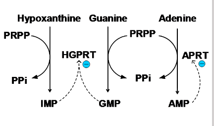 <p>Purine Salvage Pathways</p>