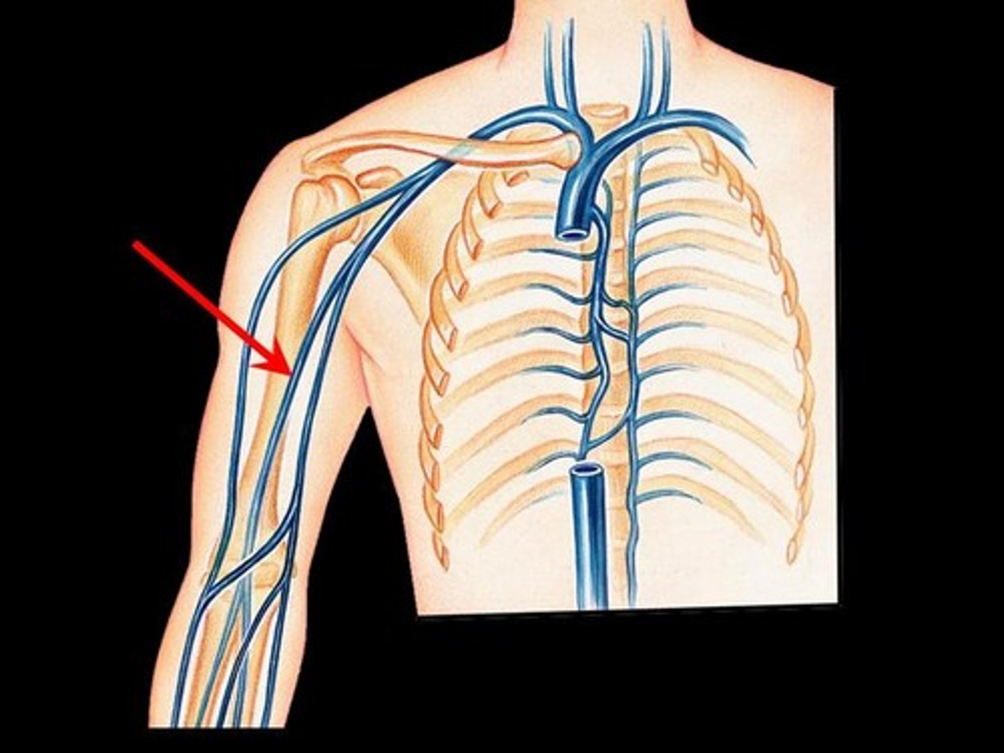 <p>drains blood from the radial and ulnar veins, then empties that blood into the axillary vein</p>