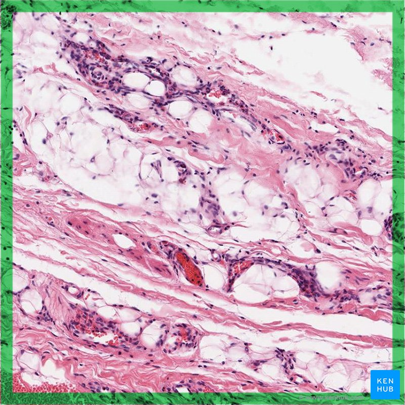 <p>Loose connective tissue</p>