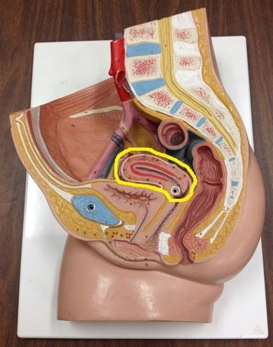 <p>Identify the organ.</p>