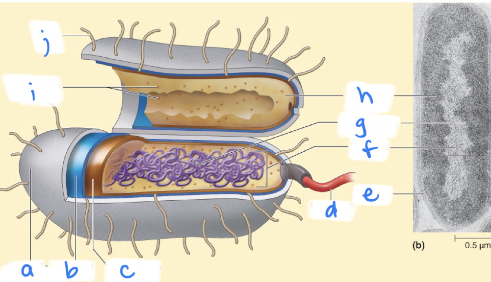 <p>what is a</p>