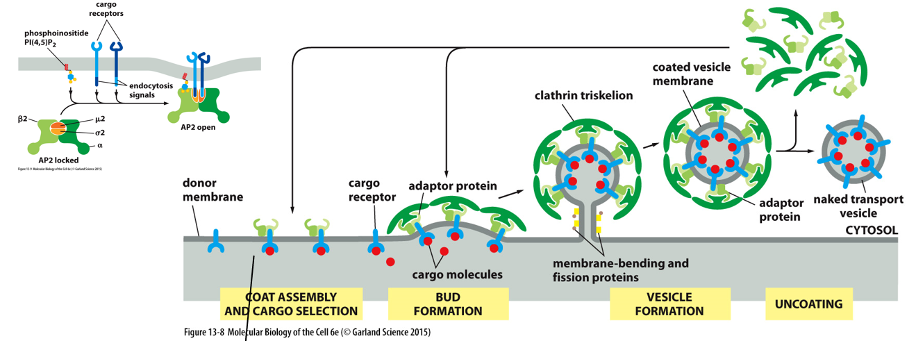 interaction with extracellular receptors to form a clathrin-coated vesicle.

* **PIP2** stimulates endocytosis
* in the presence of PIP2, **AP2** will bind PIP2 and then **cargo receptors**
* AP2 recruits **clathrin** coat proteins (inside of cell)
* structure of clathrin promotes formation of a ball shape
* **dynamin** forms a sprial around “neck” of vesicle
* dynamin contracts through **GTP hydrolysis**, and the vesicle is “pinched” off
* vesicle **uncoats**