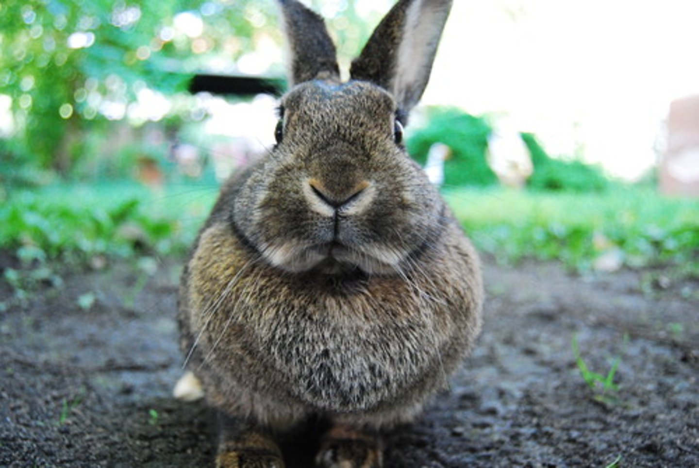 <p>rabbit</p>
