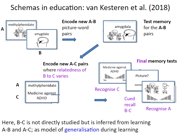 <ul><li><p>people had to encode (A-B) picture-word pairs </p></li><li><p>memory test for A-B pairs</p></li><li><p>encode new A-C pairs where relatedness of B to C varies</p></li><li><p>final memory test (what they had inferred B-C relation)</p></li></ul>