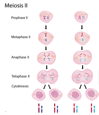 <p>The process of cell division that results in four unique haploid cells.</p><ul><li><p>Same order and jobs as Mitosis, but there is one difference. Crossing over occurs during prophase I. This forms new combinations of genes that were not present in the parent cell.</p></li></ul>
