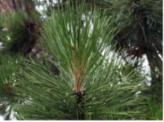 <p><span style="color: transparent;"><span>Austrian pine</span></span><br></p>