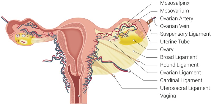 <p>the ligament that attaches the ovary to the body of the uterus and holds the ovary in place</p>
