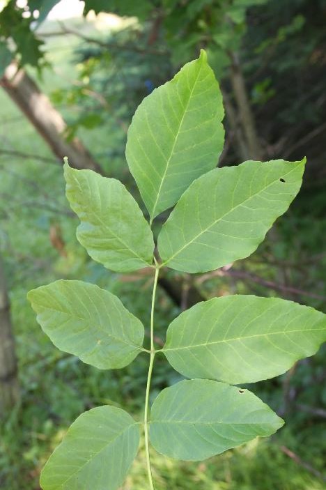 <p>White ash</p>