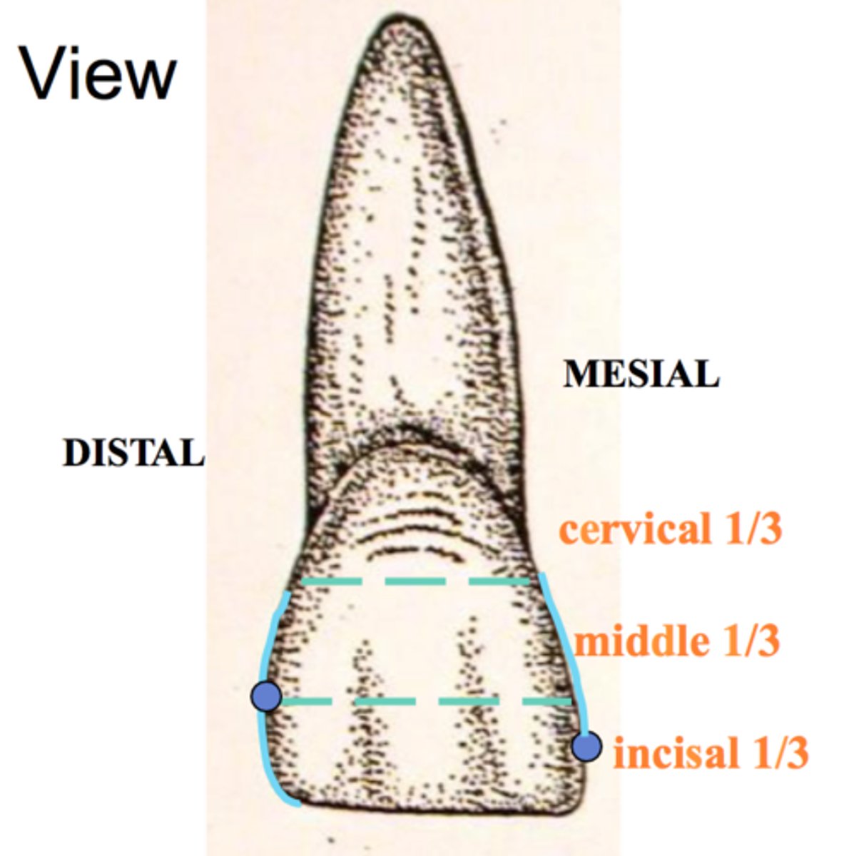 <p>In the incisal third</p>
