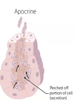 <p><span style="background-color: oklch(0.9902 0.004 106.47); color: oklch(0.3039 0.04 213.68);">exocrine gland secretion where cells release their products by budding off part of their apical membrance, <em>including secretory material and some cytoplasm</em></span></p><p><span style="background-color: oklch(0.9902 0.004 106.47); color: oklch(0.3039 0.04 213.68);">The cell still remains intact</span></p>