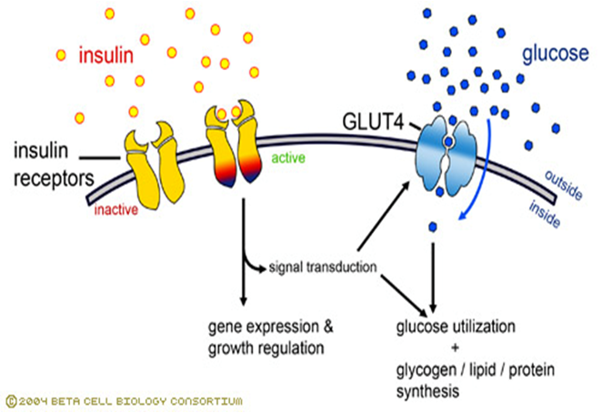 <p><span style="color: purple;"><strong><span>insulin binds to cell membrane receptor called</span><u><span> tyrosine kinase</span></u></strong></span></p><ul><li><p><mark>&gt; activates </mark><strong><mark>kinase enzyme</mark></strong><mark> within cell </mark>&gt; ==&gt; stimulates <span style="color: rgb(158, 106, 0);"><strong><span>glucose transported channels to open to Glucose and take in glucose</span></strong></span></p></li></ul><p></p><p></p><p><span>Insulin binds to tyrosine kinase ==&gt; Opens up another glucose channel and trickle into that cells</span></p>