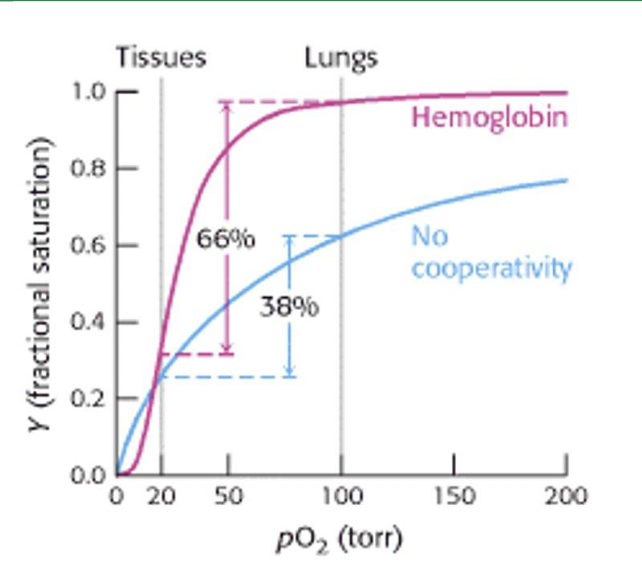 * Cooperative allostery is useful for haemoglobin as it allows the protein to pick up and deposit oxygen efficiently. 
* This graph is a representation of the reaction kinetics of two globins: hemoglobin (pink) and monomeric myoglobin (blue). 
  * On the Y‐axis is the fraction of saturation of hemoglobin. 
  * Protein activity is measured by the amount of bound substrate. 
  * On the X‐axis is the partial pressure of oxygen (pO2). 
  * This is a way of measuring oxygen (substrate) concentration. 
* We are interested in the difference in protein activity at two concentrations: in the lungs where oxygen is picked up and in the tissues where oxygen is deposited. 
* We can compare the amount of saturation at 2 different partial pressures: one that is typical of the lungs (100 torr) and the other typical tissues (20 torr). 
* Myoglobin does not show cooperative allostery. A typical kinetics curve is seen. 
* Km can be calculated to be about 35 torrs. For myoglobin, the difference in saturation in the two tissues is 38%. 
* The protein is not fully saturated in the lungs and so is not efficiently carrying oxygen. 
* In contrast, hemoglobin shows a sigmoidal curve typical of allosteric cooperativity. 
* In the lungs, the hemoglobin is saturated ‐ the hemoglobin has such a high affinity for oxygen that the binding sites are filled. 
* When hemoglobin moves to the tissues, we find that most of the oxygen is released. 
* The difference in saturation in the two tissues is 66%. 
* Across a relatively small difference in oxygen concentration, hemoglobin’s affinity for oxygen has changed dramatically, allowing it to rapidly pick up the substrate. 