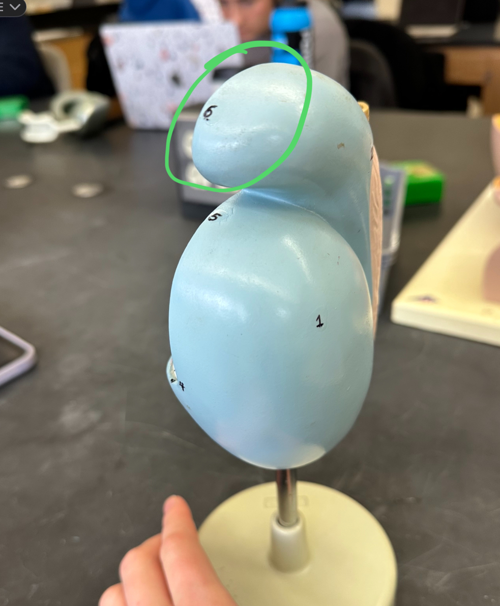 <p>of epididymis</p>