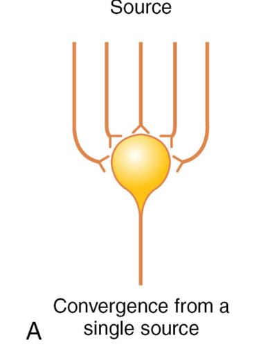 multiple terminals from a single incoming fiber tract terminate on the same neuron