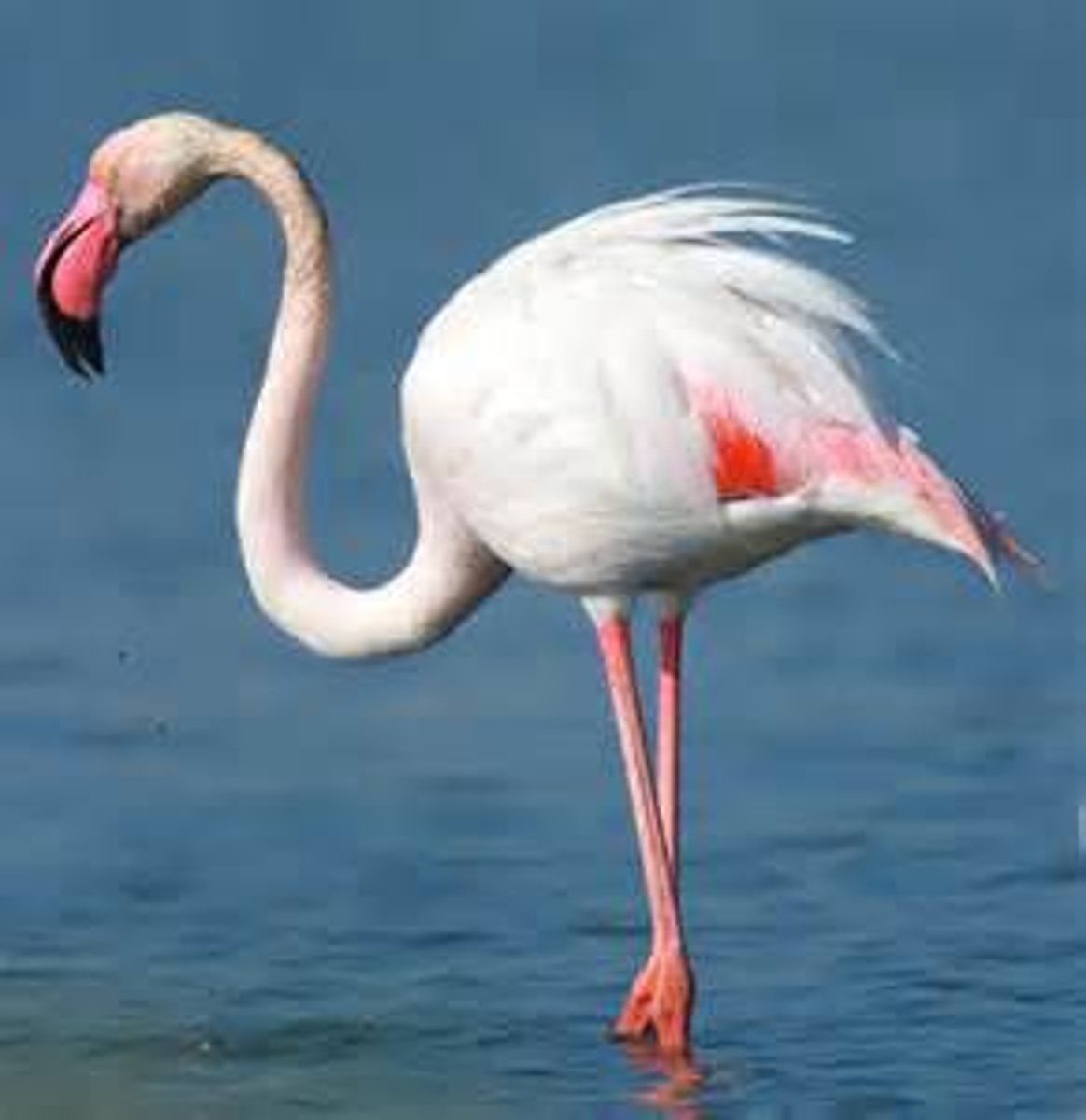 <p>flamingo</p>