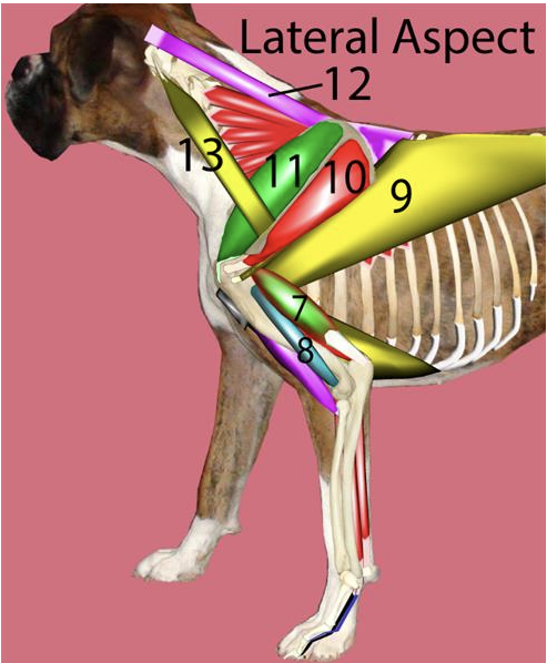 <p>Muscles of the <u>left throacic limb, lateral aspect</u> → <strong>#8</strong></p>
