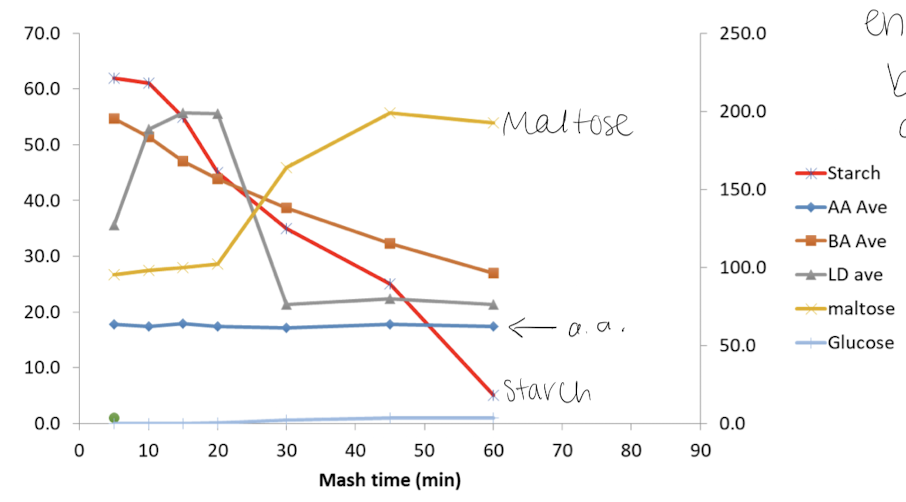 <ul><li><p>Milling dried barley</p><ul><li><p>Goal: to release the fermentable sugars into a liquid</p><ul><li><p>Need enzymes to work on locked up substrates to release monomers (or dimer) and a.a. into liquid</p></li></ul></li></ul></li><li><p>Heating</p><ul><li><p>Heating malt/water mix slowly in stages</p></li><li><p>From lower to higher temps</p><ul><li><p>Assortment of enzymes have an assortment of temp. optima</p></li></ul></li><li><p>Mian starch degrading enzymes: alpha-amylases and beta-amylases</p></li><li><p>Pigments/flavors etc. are also extracted</p></li></ul></li><li><p>Kettle Boil - raise temp to 75 ℃, inactivating enzymes, denatures (some) proteins</p><ul><li><p>Stuff precipitates, soluble fraction has fermentable in it, filter away precipitates</p></li></ul></li><li><p>Wort: 75% small fermentable sugars (glc, fru, mal, suc, etc.), 25% larger non-fermentable oligosaccharides (DP 4 and larger) —&gt; prebiotics for humans. nitrgoen: 3-6% proteins/peptides/amino acids</p></li><li><p>Reduce large substrates (starch and protein base units), making food for yeast</p></li></ul><p></p>