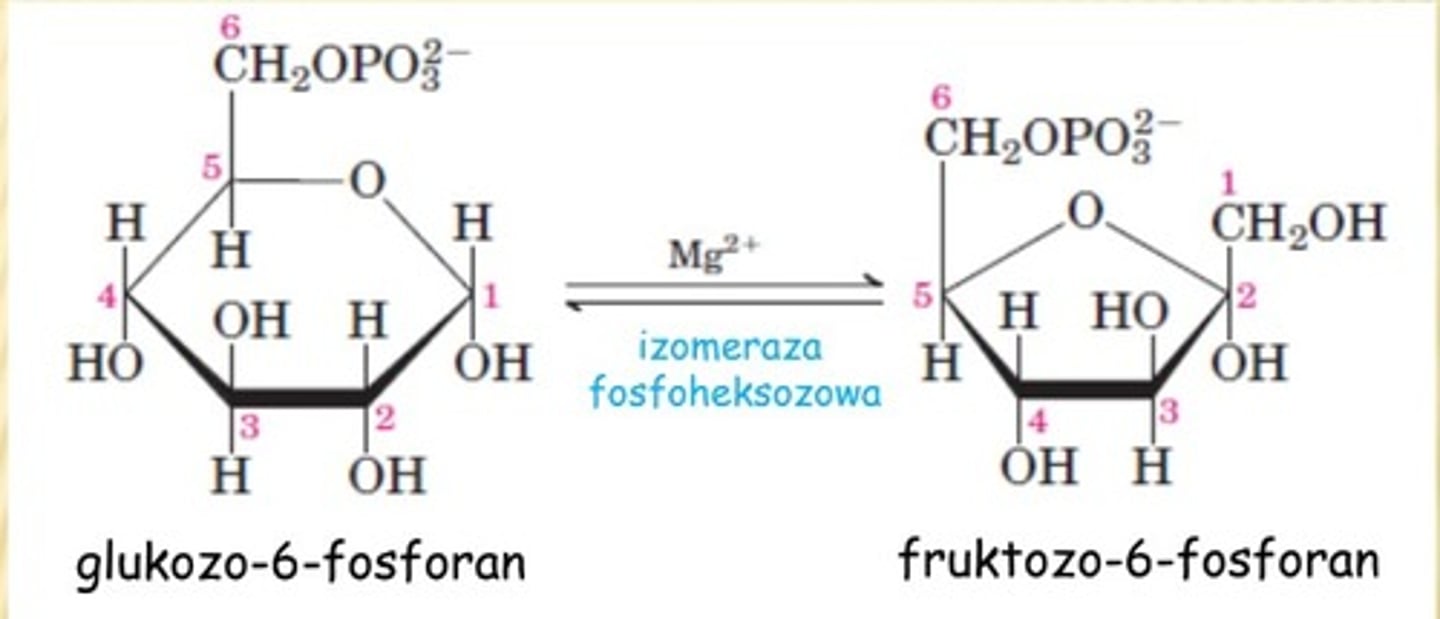 <p>-reakcja odwracalna</p><p>kat: <em>izomeraza fosfoheksozowa</em></p><p>glukozo-6-fosforan ---> fruktozo-6-fosforan</p>