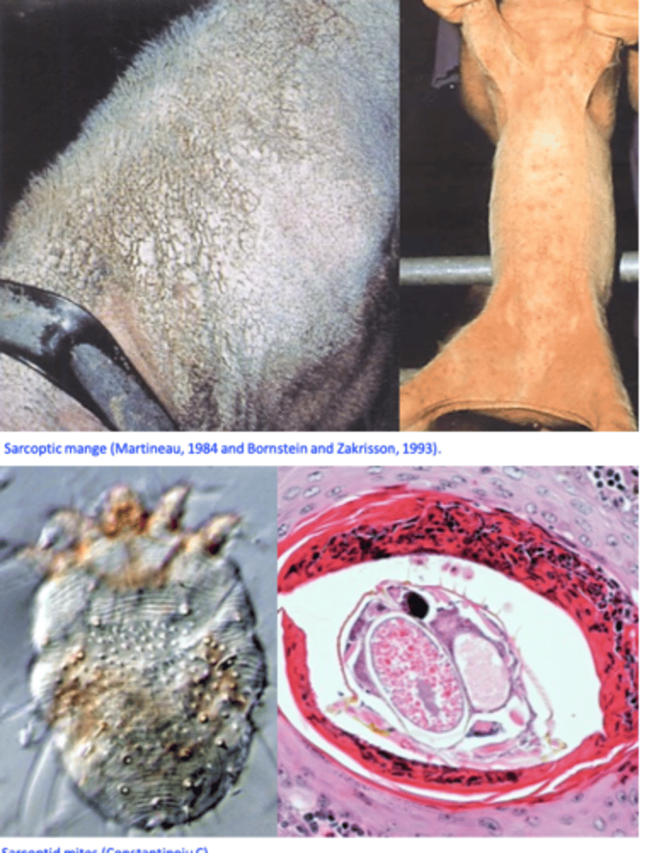 <p>most important ectoparasite of the pigs;</p><p>In several states of Australia, sarcoptic mange in pigs is a</p><p>notifiable disease.</p>