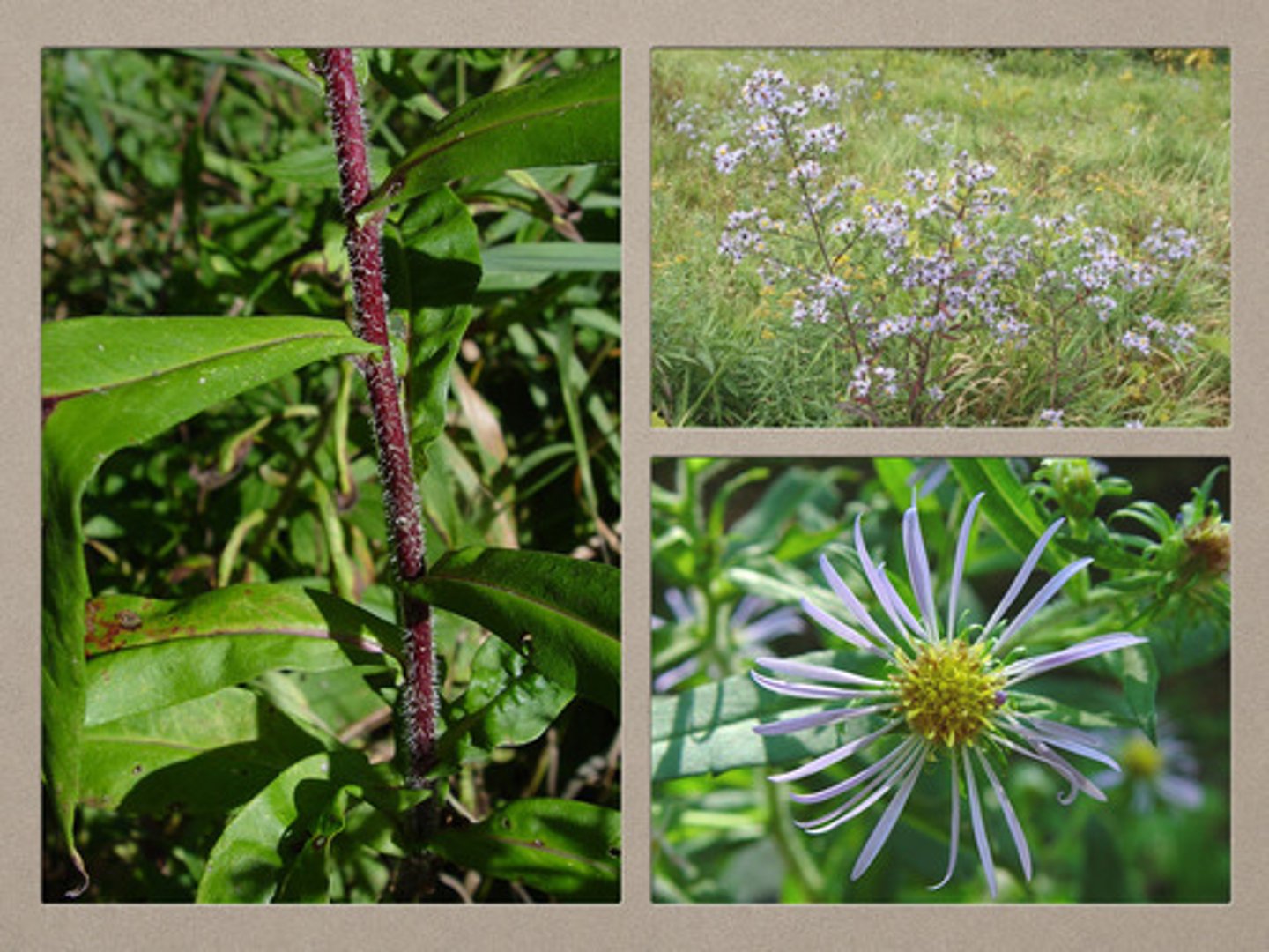 <p>purple stem aster</p>