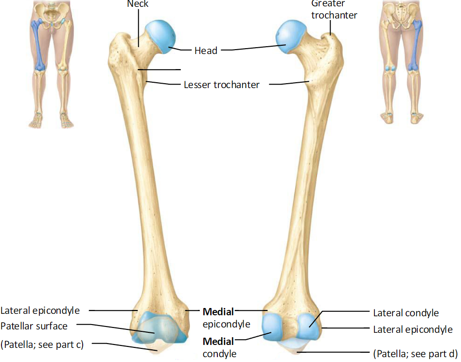 <ul><li><p>Largest/strongest bone</p></li><li><p>Articulates with acetabulum in pelvis</p></li><li><p>Contains:</p><ul><li><p>Neck</p></li><li><p>Head</p></li><li><p>Greater &amp; lesser trochanter</p></li><li><p>Medial &amp; lateral epicondyles &amp; condyles</p></li></ul></li></ul><p></p>